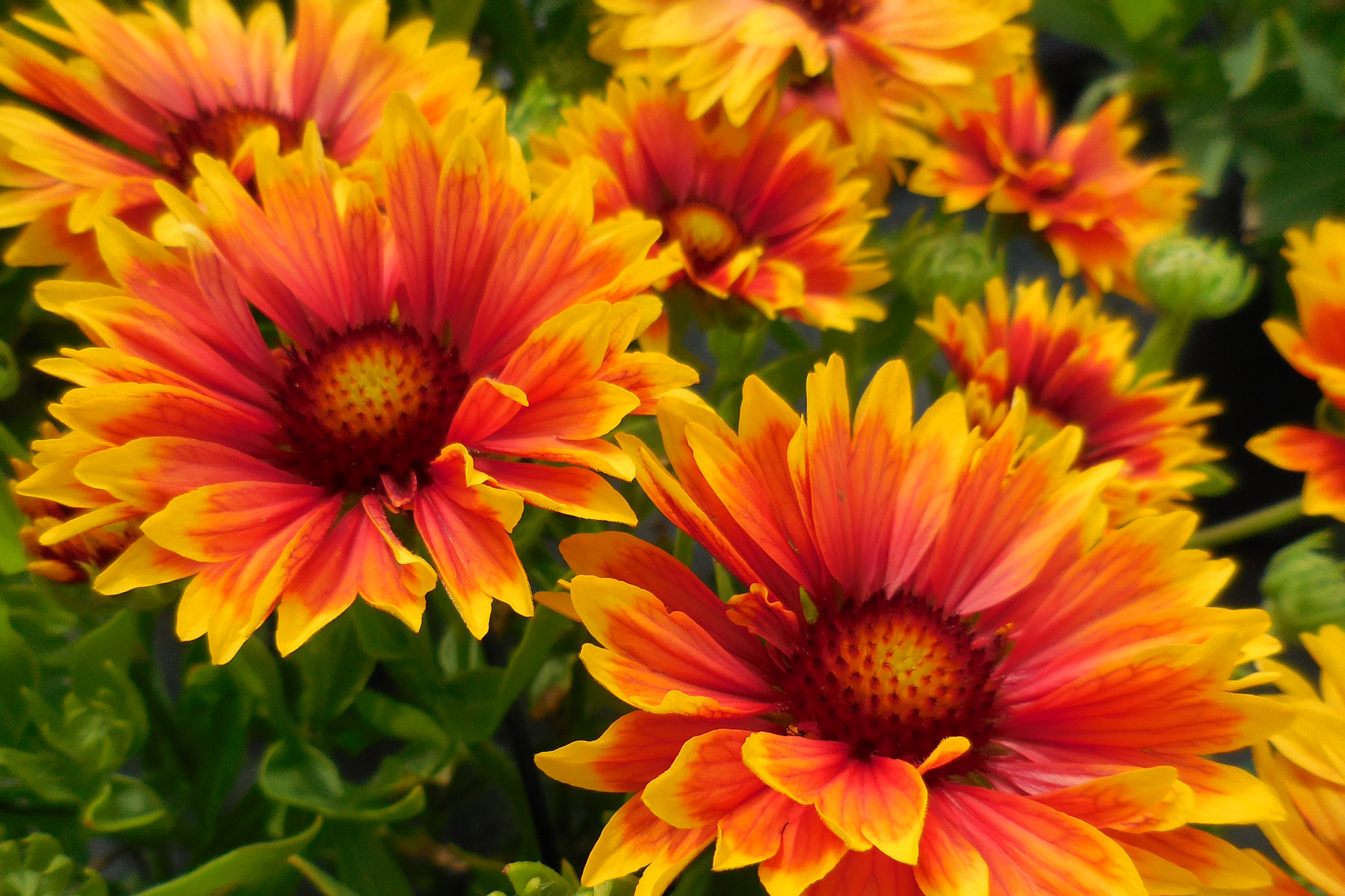DOUBLE SUNSET GAILLARDIA Local Roots