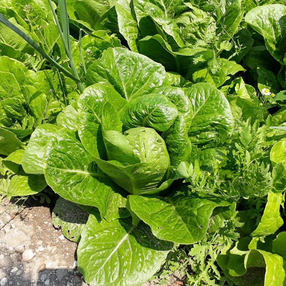 Yedikule Lettuceبذور الخس التركي Local Roots