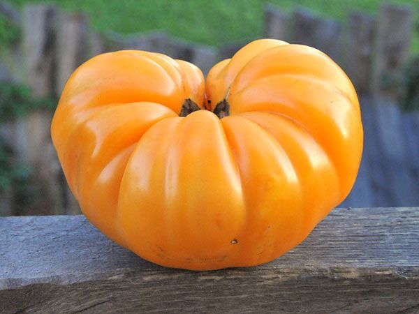 DR WYCHE S YELLOW TOMATO Local Roots