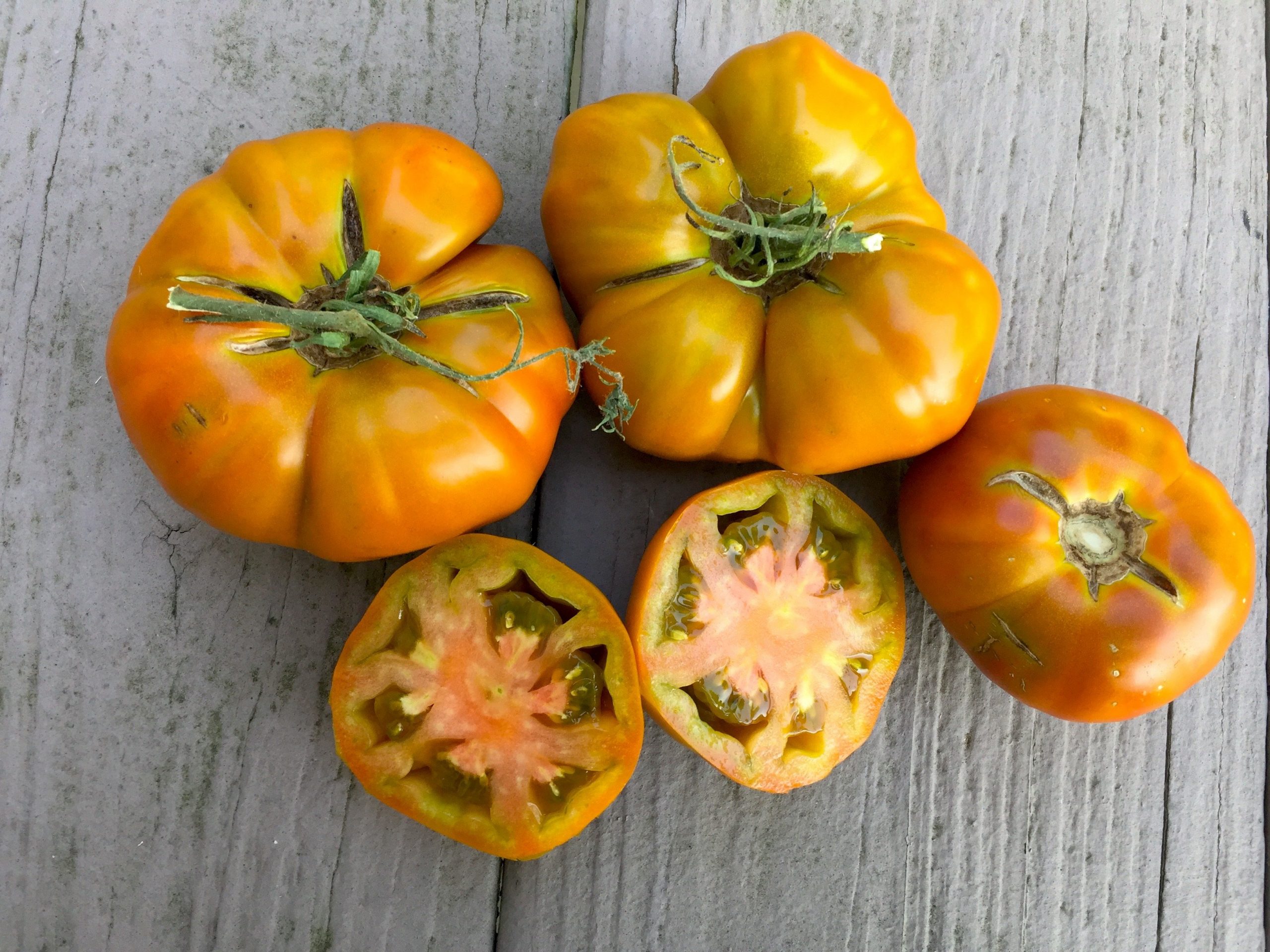 THORBURN'S TERRACOTTA TOMATO Local Roots