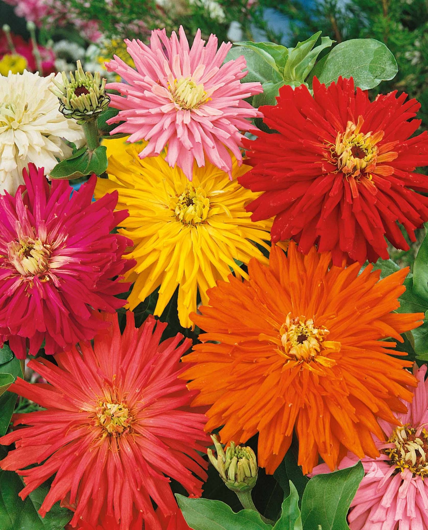 CACTUS CHRYSANTHEMUM MIX ZINNIA Local Roots
