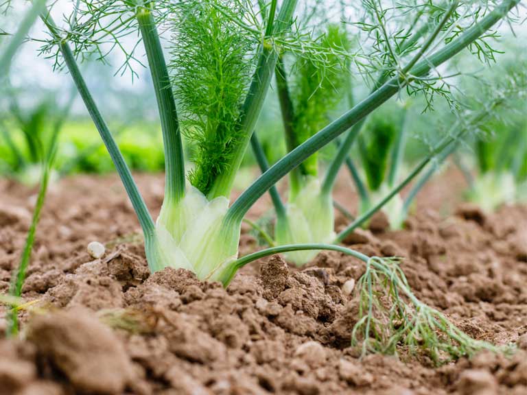 Florence Fennel بذور الشومر Local Roots