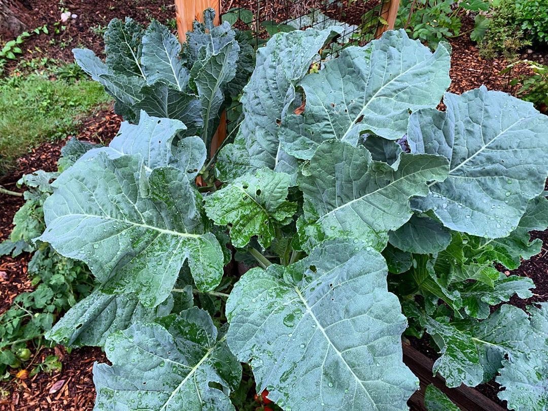 Thousandhead Kale كيل ذو الألف رأس Local Roots