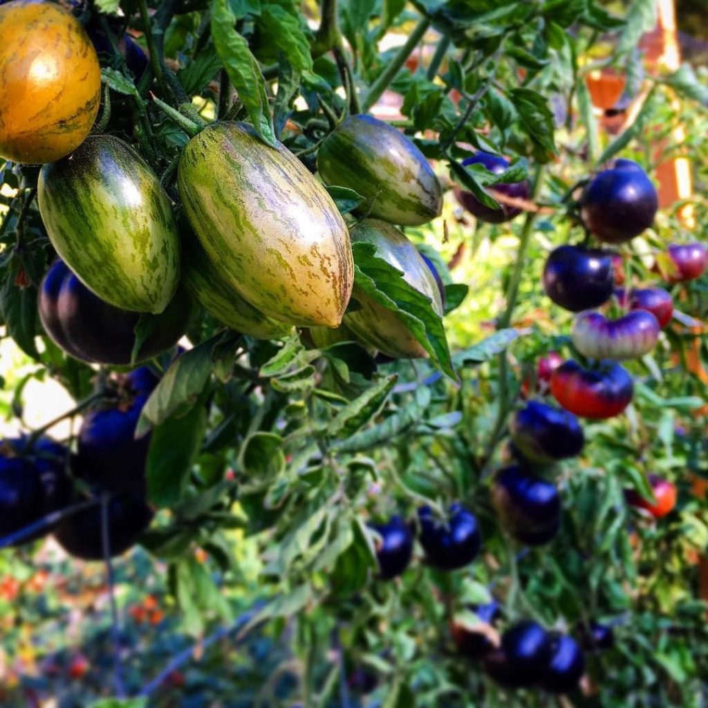 BRAD'S ATOMIC GRAPE TOMATO Local Roots