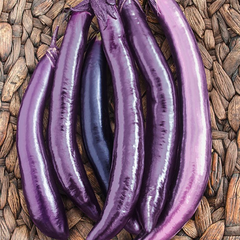 Chinese String Eggplant بذور الباذنجان الصيني Local Roots