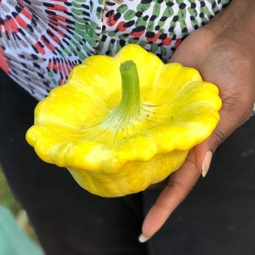 Gelber Englischer Custard Squash Recipes - Banana-breads.com
